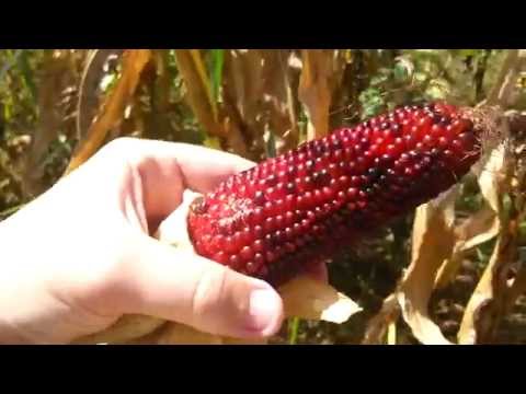 how to harvest popcorn