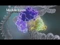 CCR Molecular Biology - Module 1: Laboratory Introduction