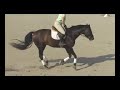 Degen-baby green hunter