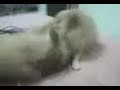 Sexo expl�cito animal