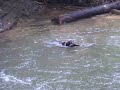 almost stuck getting out of water.AVI