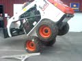 Bobcat