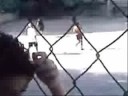 PARTITA GIù ALLA CORREALE