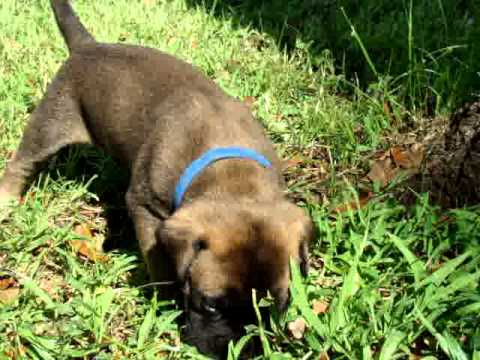 Gustoff is a Brave Puppy Boy!