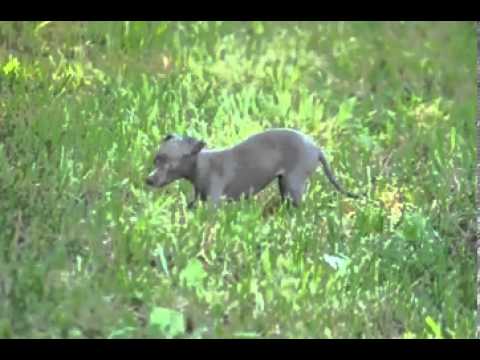 Brittany Italian Greyhound shipping included