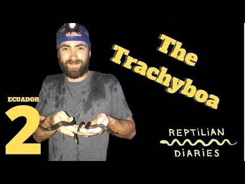 YouTube reptile video