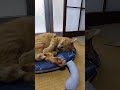 今朝はひんやりクッションの上で寝てますね😺#toraneko #cat #かわいい猫 #cute #cutecat #茶トラ猫 #猫のいる暮らし #猫のいる生活 #猫好きさんと繋がりたい #癒し
