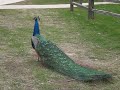 Peacock Sound 2 Peacock Sound 2