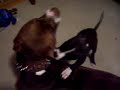 PITBULL ACTION! PITBULL ACTION!
