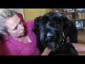 Baron The Giant Schnauzer is a Big Baby
