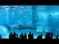 In the north of Okinawa lies the 2nd largest fish tank in the world where you can see whale sharks and manta rays! oki-churaumi.jp