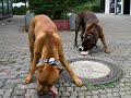PUKI & KODI FANGEN HASSEN UND ESSEN IHN
