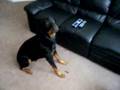 Rottweiler obedience