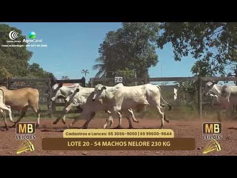 530� LEIL�O VIRTUAL DE CORTE