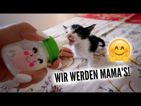 KATZENMILCH FÜR LENO! | 19.06.2017 | AnKat