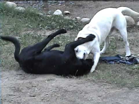 Labrador  vs Labrador  Back Yard Dog Fight
