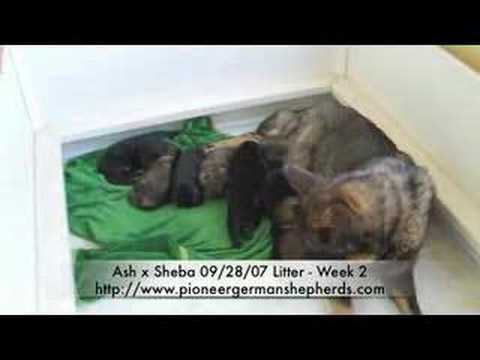 German Shepherd Puppies 2nd Week of Life - Ash x Sheba 9/28