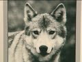 The Truth About Aerial Hunting of Wolves in Alaska The Truth About Aerial Hunting of Wolves in Alaska