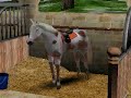 Mission Equitation Online =]