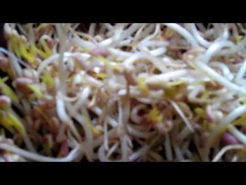 how to grow ipoh bean sprouts