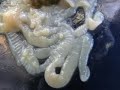 Taenia solium
