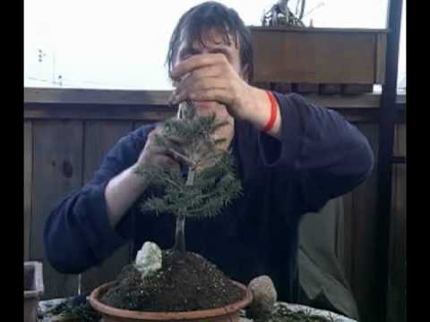 how to transplant blue spruce