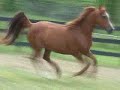 Arabian mare by Shah Azim by Bey Shah Arabian mare by Shah Azim by Bey Shah