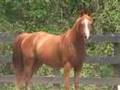 Arabian mare by Shah Azim by Bey Shah