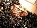 Michigan the Pacman Frog Inhales a pinky mouse