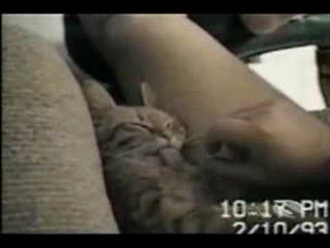Cat falls asleep with tongue out