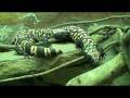 videos de Western Diamondback Rattlesnake and Gila Monsters Sleeping