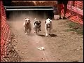 Click here to watch this video Jack Russell's Gone WIld