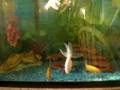 hook worm on my gold fish