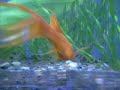 fish aquarium: xipho, guppy, molinesia, gourami, zebra fish, platy, worm like sanitarium etc