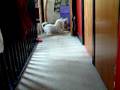 videos de Charm and Bailey Playing