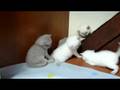 British Shorthair Kittens