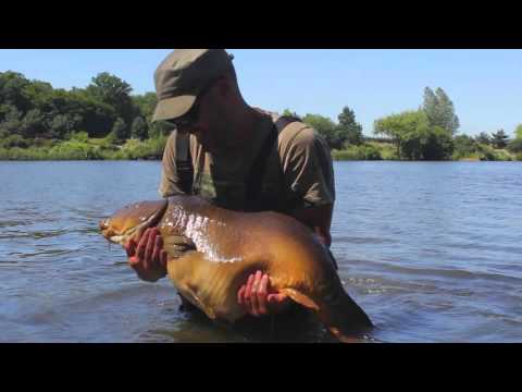 XL Carp Video