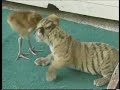 Adorable baby tiger and baby crane video Adorable baby tiger and baby crane video