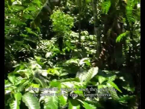 See video