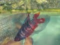 Betta splendens, the Siamese Fighting Fish Betta splendens, the Siamese Fighting Fish