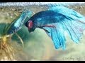 Betta splendens, the Siamese Fighting Fish