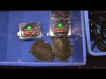 Video of the seafood restaurant across from The White Swan hotel, Shamian Island, Guangzhou, China. Interesting foods.