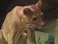 Fossa at the Bronx Zoo