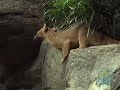 Fossa at the Bronx Zoo