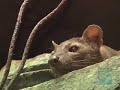 Fossa at the Bronx Zoo
