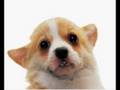 videos de webkinzloverr1 dog