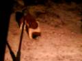videos de Snow Boy