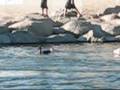 videos de Cute pitbulls swimming