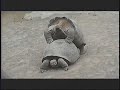 Galapagos in under 5 minutes