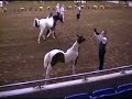 My JigSaw Puzzle CTA - World Champion Pinto Arabian My JigSaw Puzzle CTA - World Champion Pinto Arabian